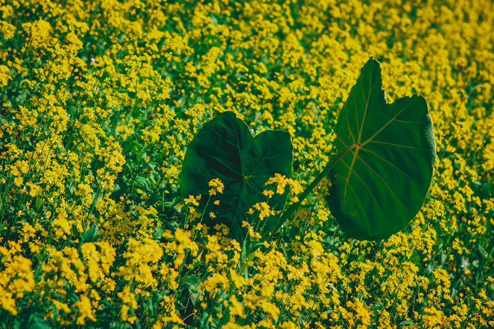 a green leaf sitting on top of a lush green field