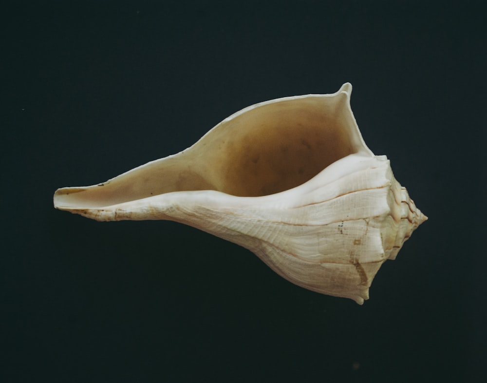 white and brown seashell on black surface