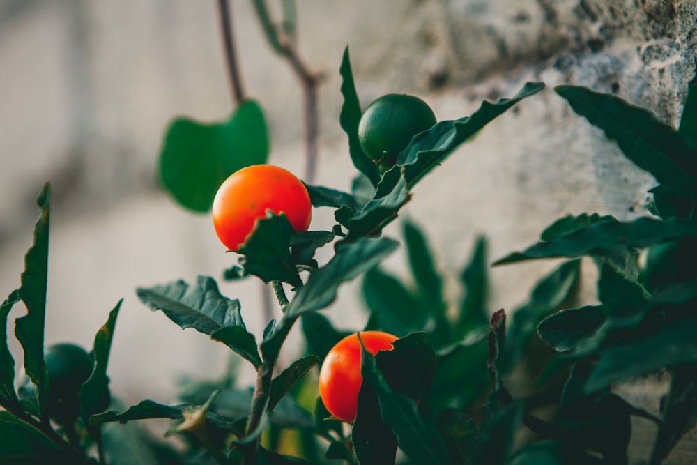 un gros plan d’une plante avec des oranges dessus