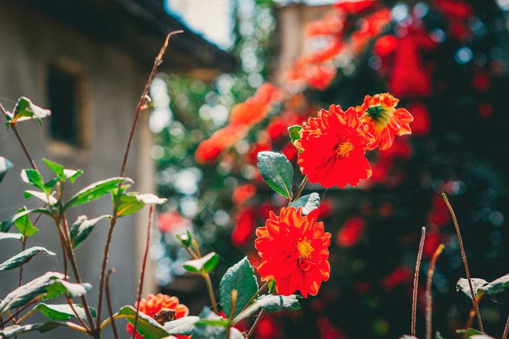 Ein Strauß roter Blumen in einem Garten