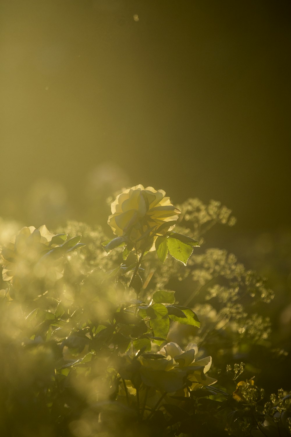 un primo piano di un cespuglio con fiori alla luce del sole