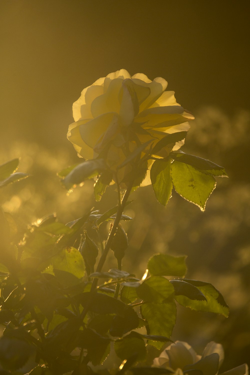 a yellow rose with the sun shining through it