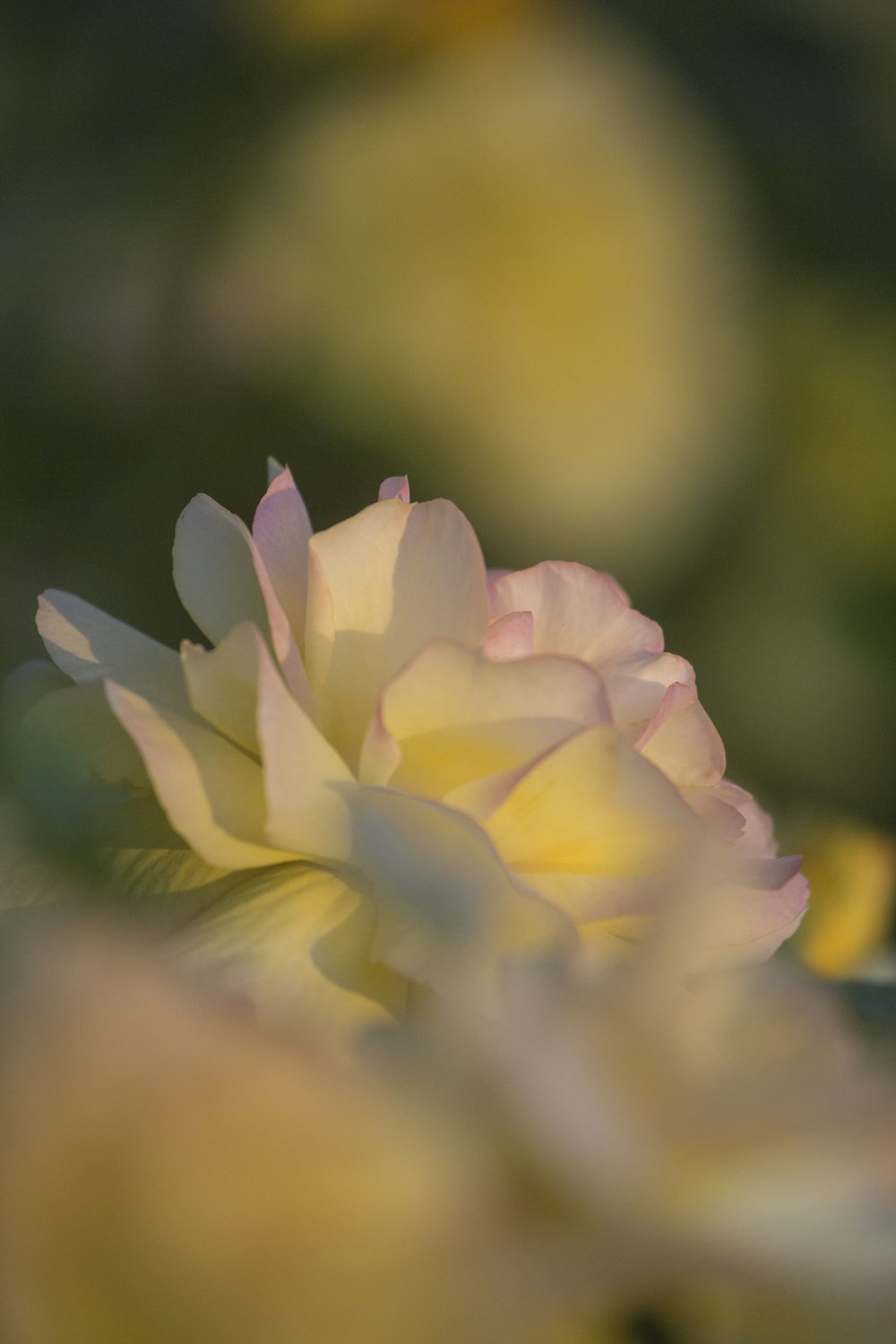 a close up of a pink and yellow flower