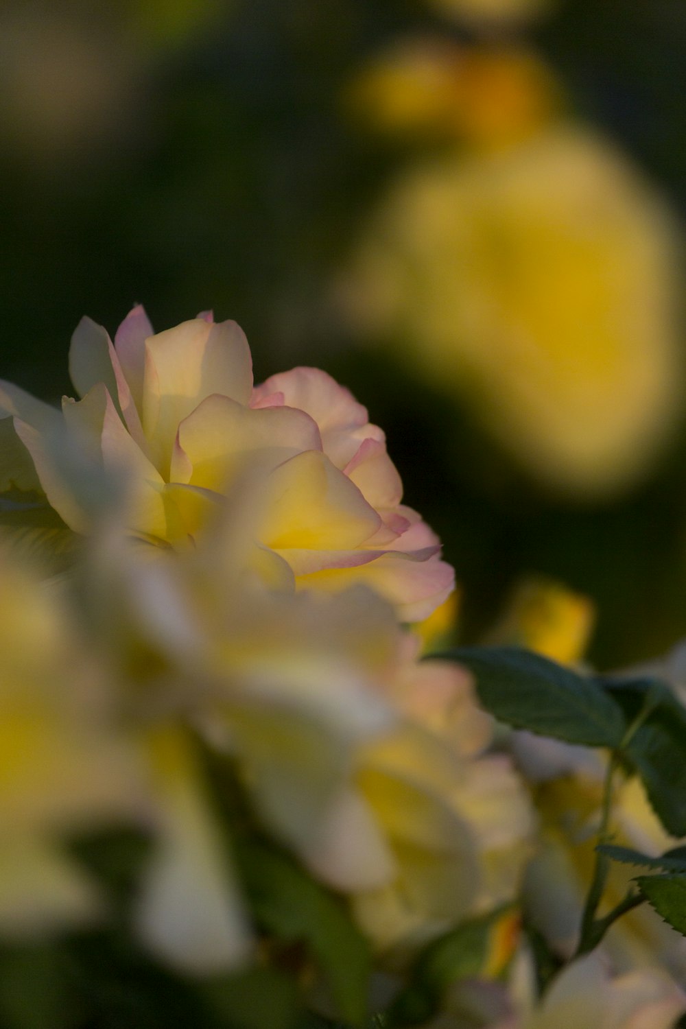 a close up of a yellow and white flower