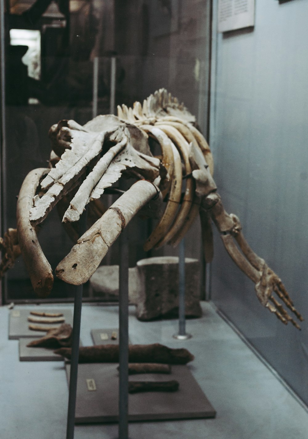 cráneo de animal marrón sobre marco de metal negro