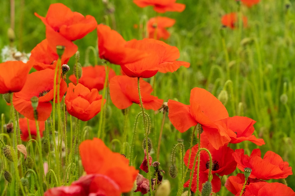 a field full of red flowers and green grass