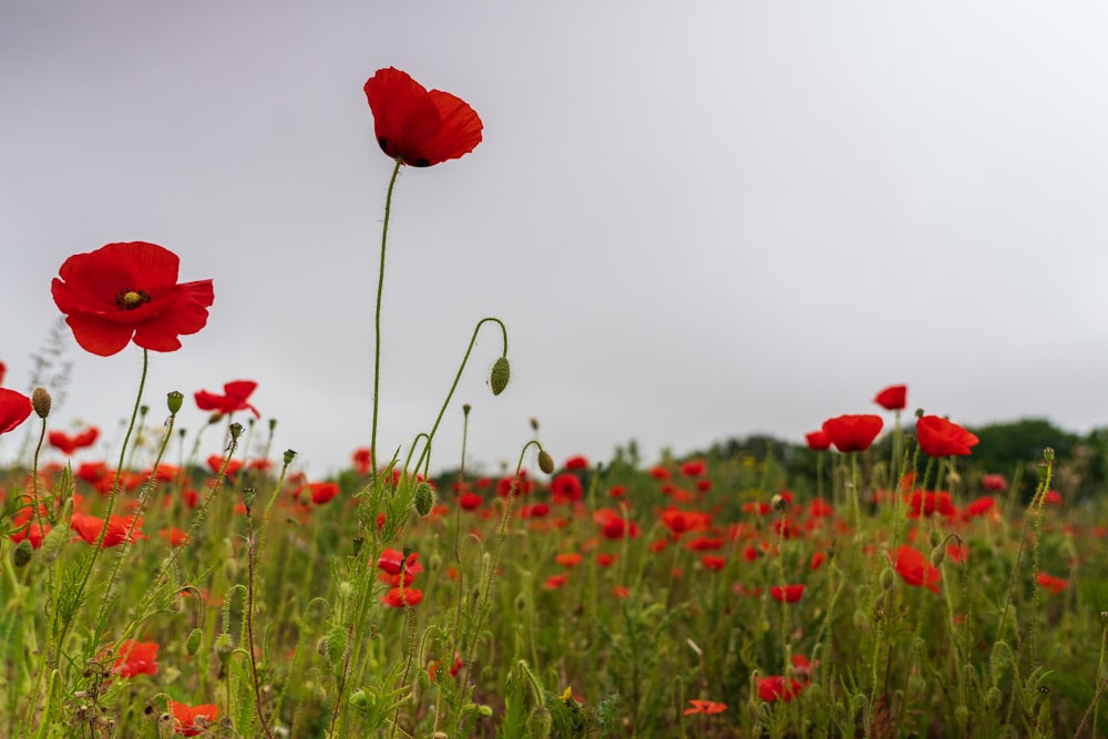 a field full of red flowers on a cloudy day