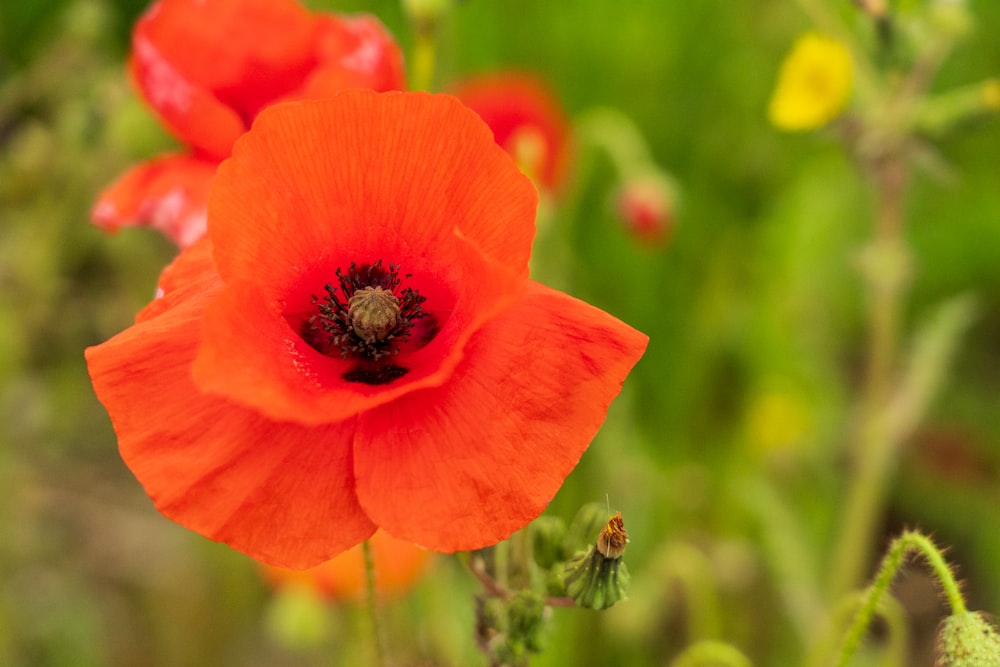 a close up of a red flower in a field