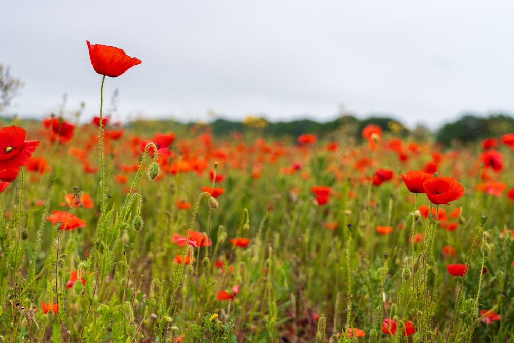 a field full of red flowers on a cloudy day