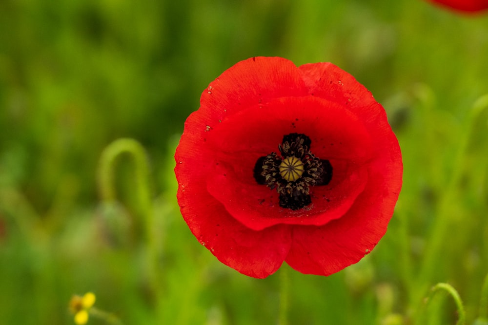 a close up of a red flower in a field