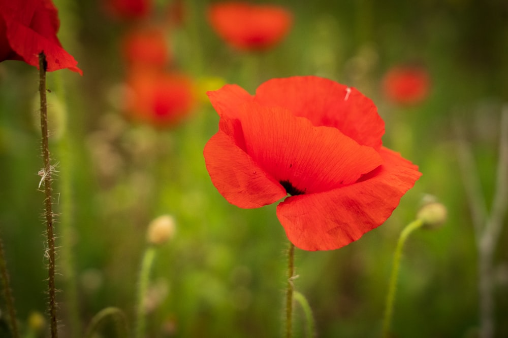 a close up of a red flower in a field