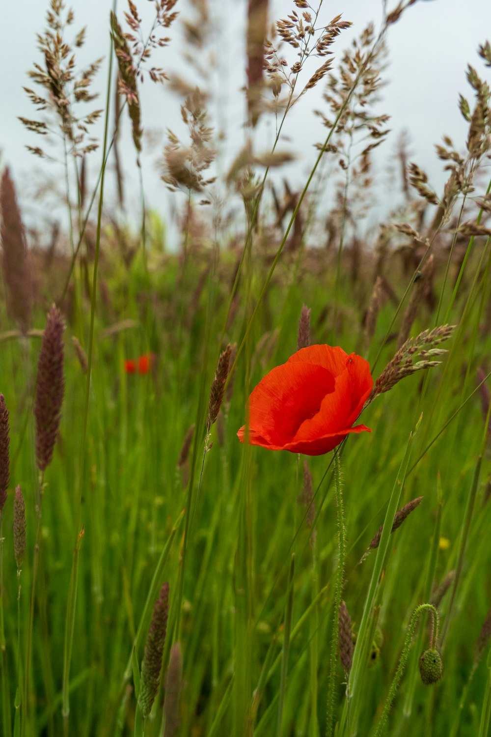 a red poppy in a field of tall grass