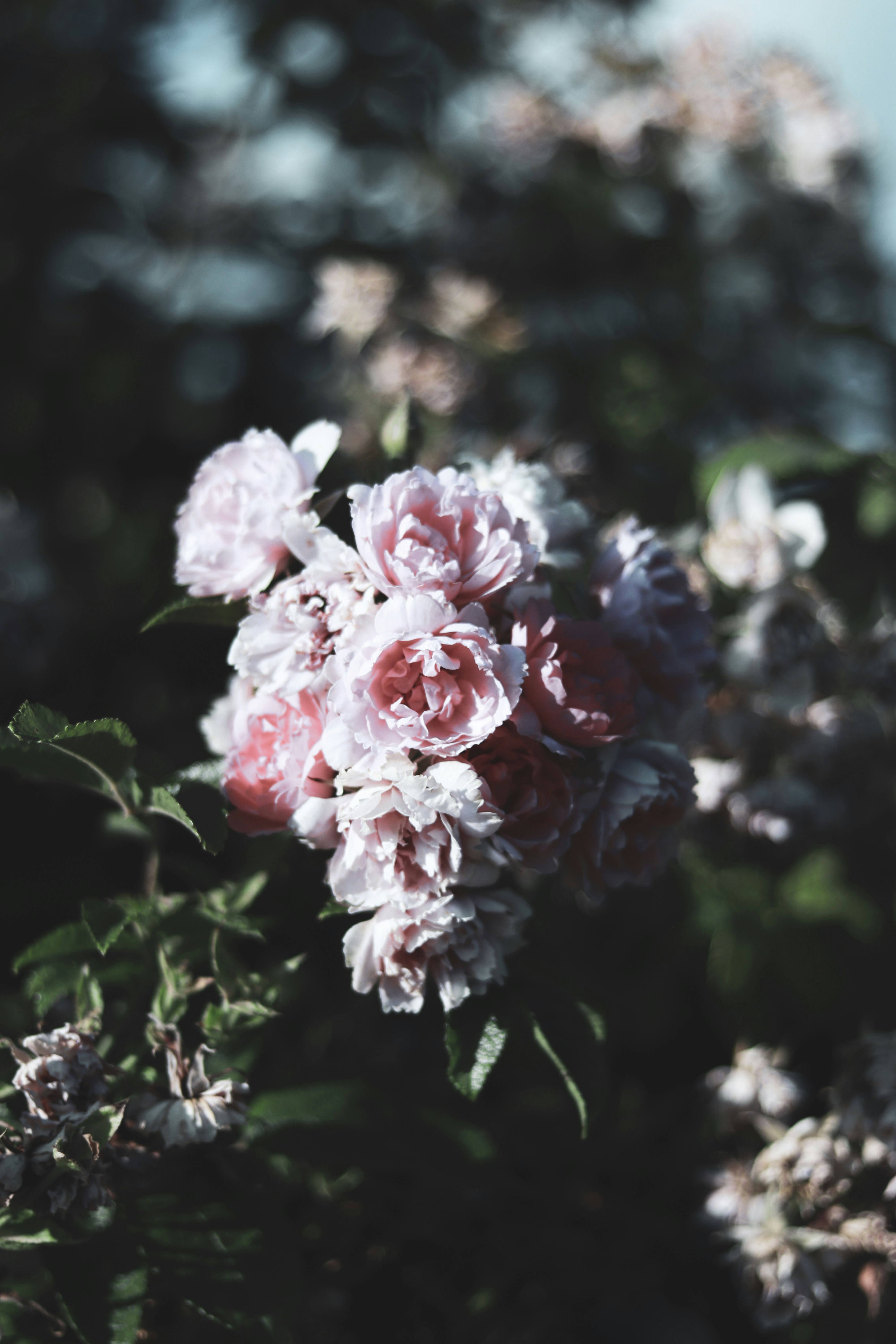 Photo by archie_reed