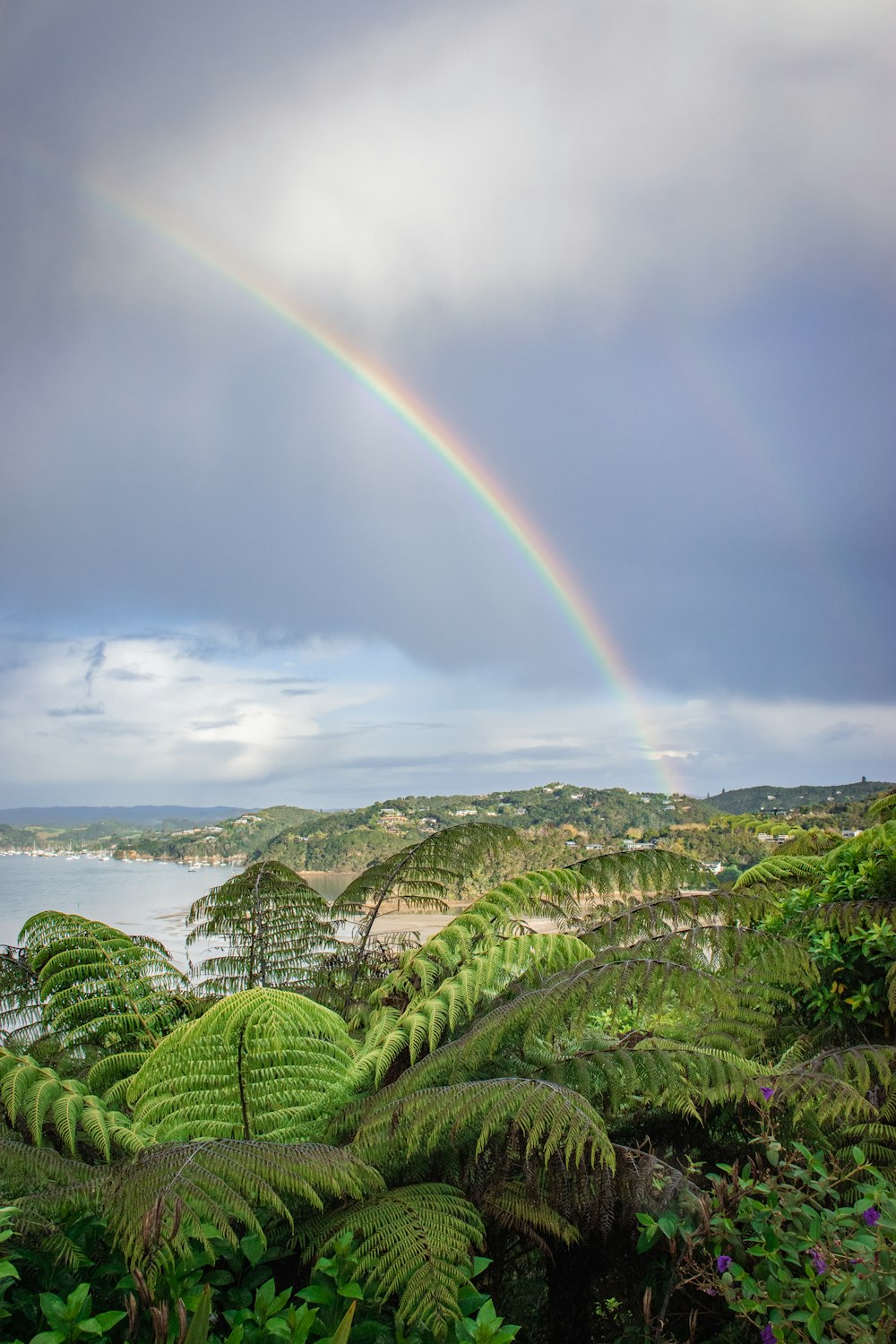 a rainbow shines in the sky above a lush green forest