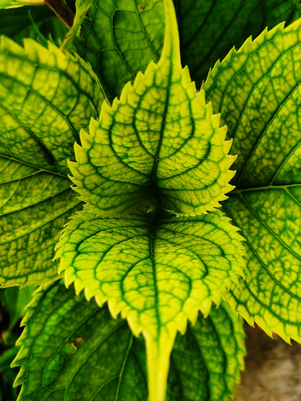 green leaf plant in close up photography