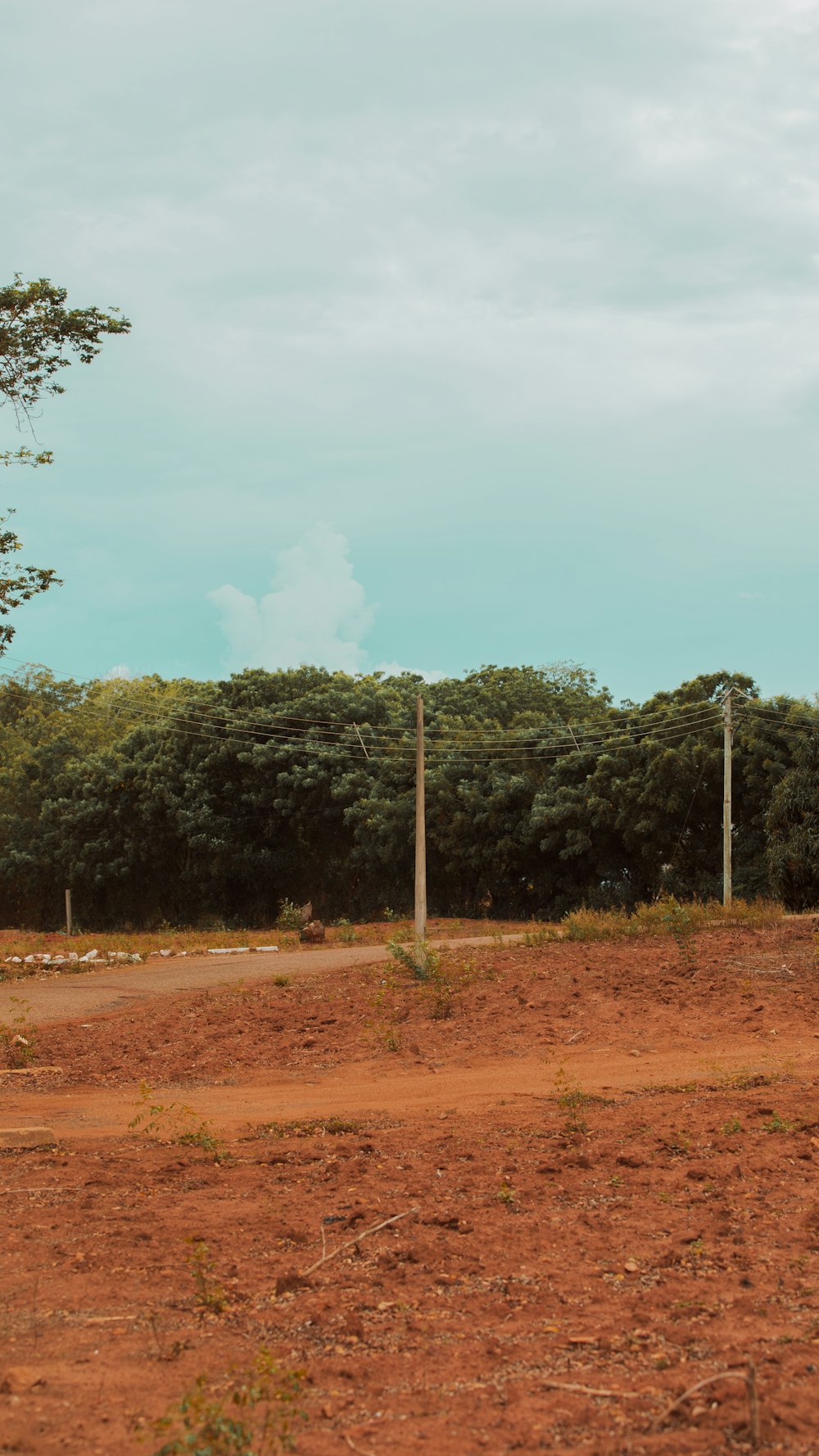 green trees under white clouds during daytime