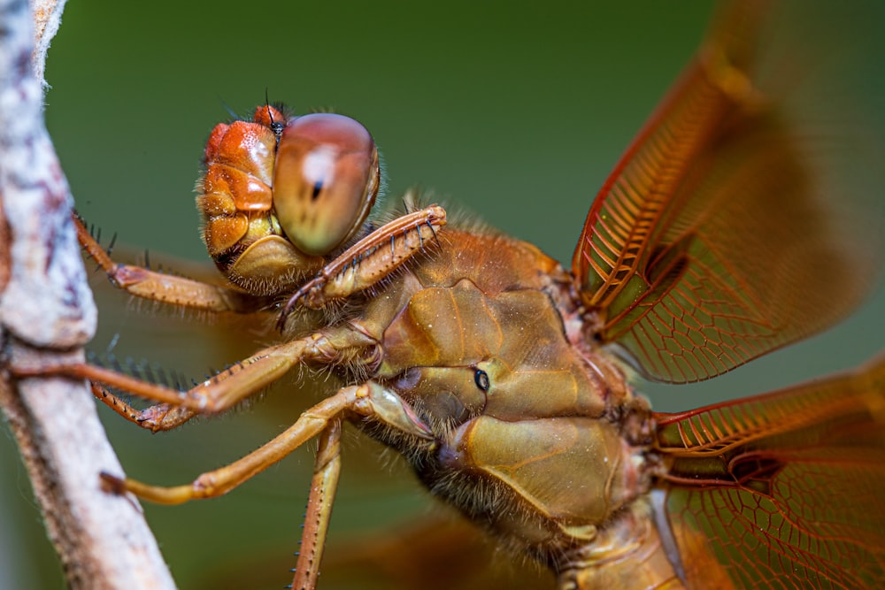 a close up of a dragonfly on a branch