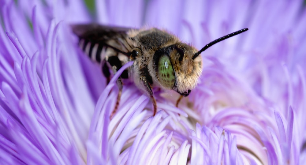 a close up of a bee on a purple flower