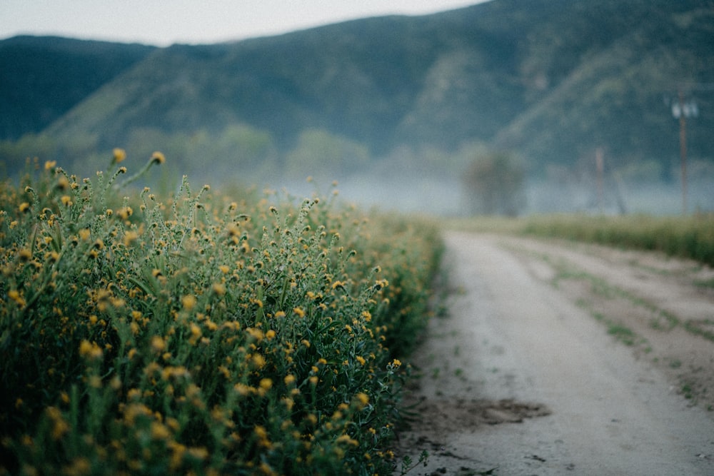 a dirt road surrounded by tall grass and yellow flowers