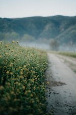 yellow flower field on gray asphalt road during daytime