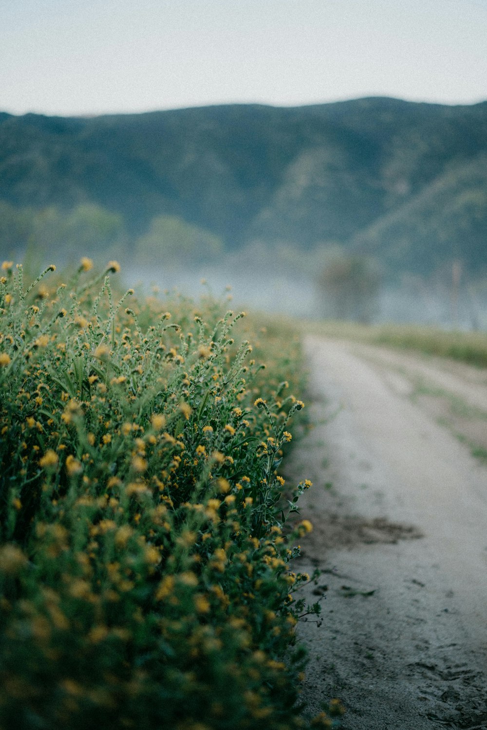 yellow flower field on gray asphalt road during daytime