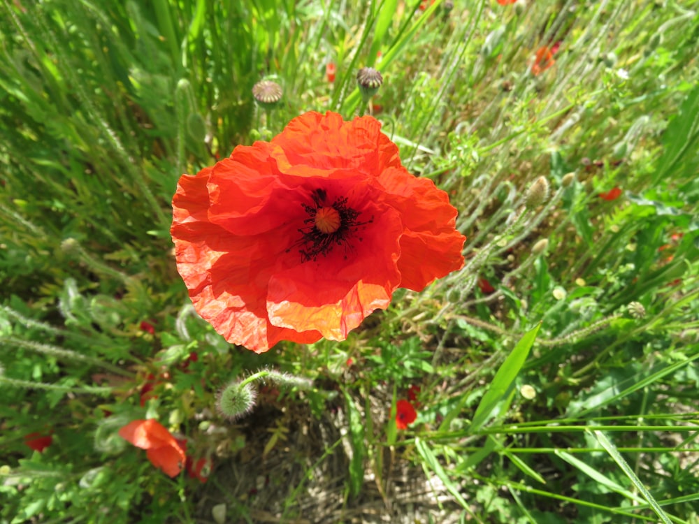 a close up of a red flower in a field