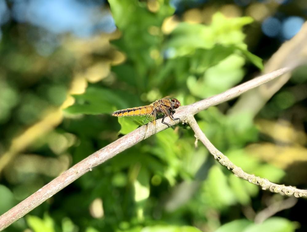 brown and black dragonfly on brown tree branch during daytime