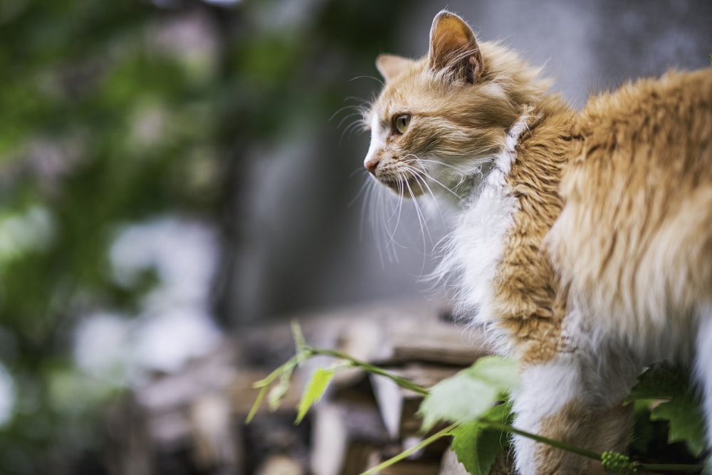 gato naranja y blanco sobre mesa de madera marrón