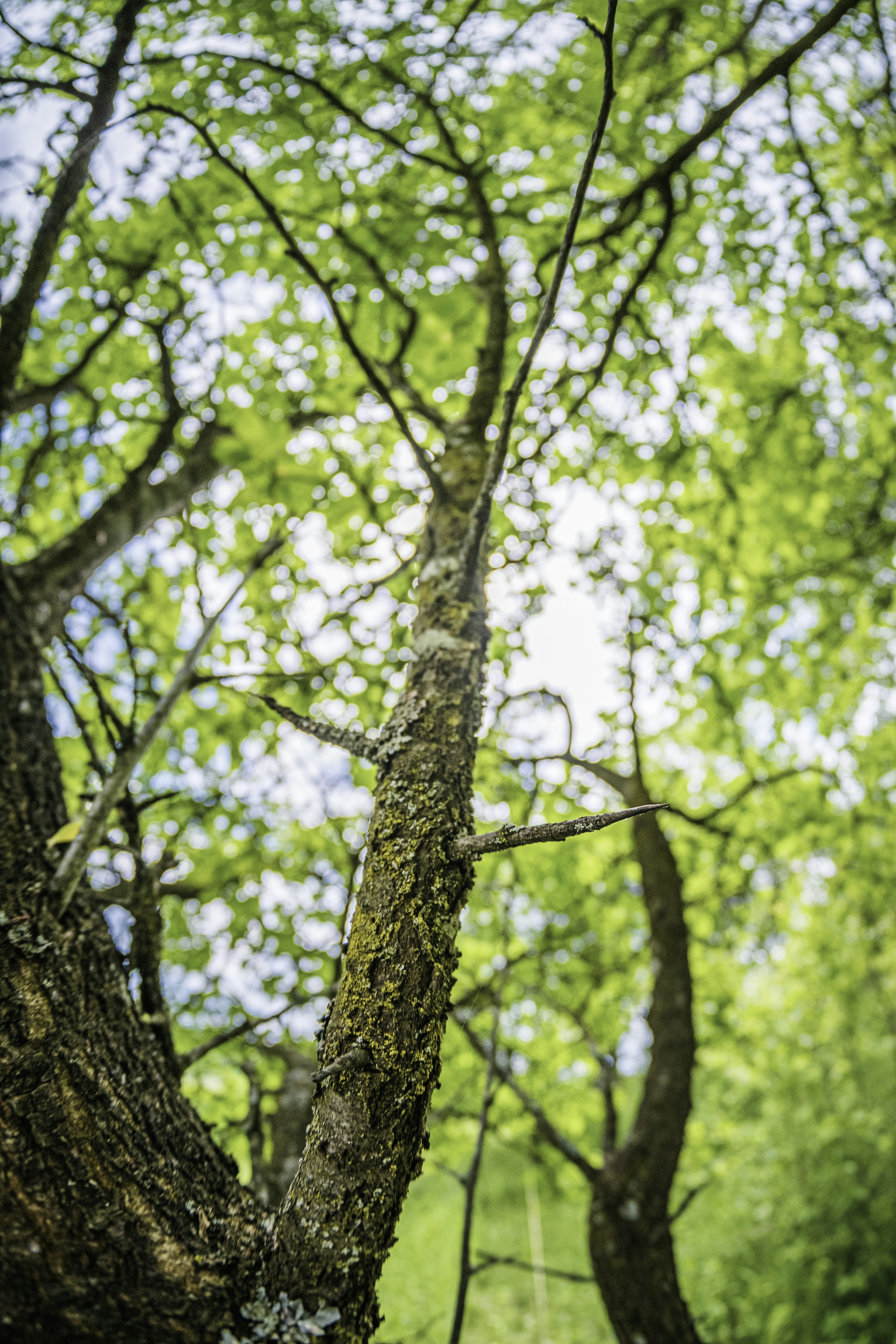 Photo by victorserban