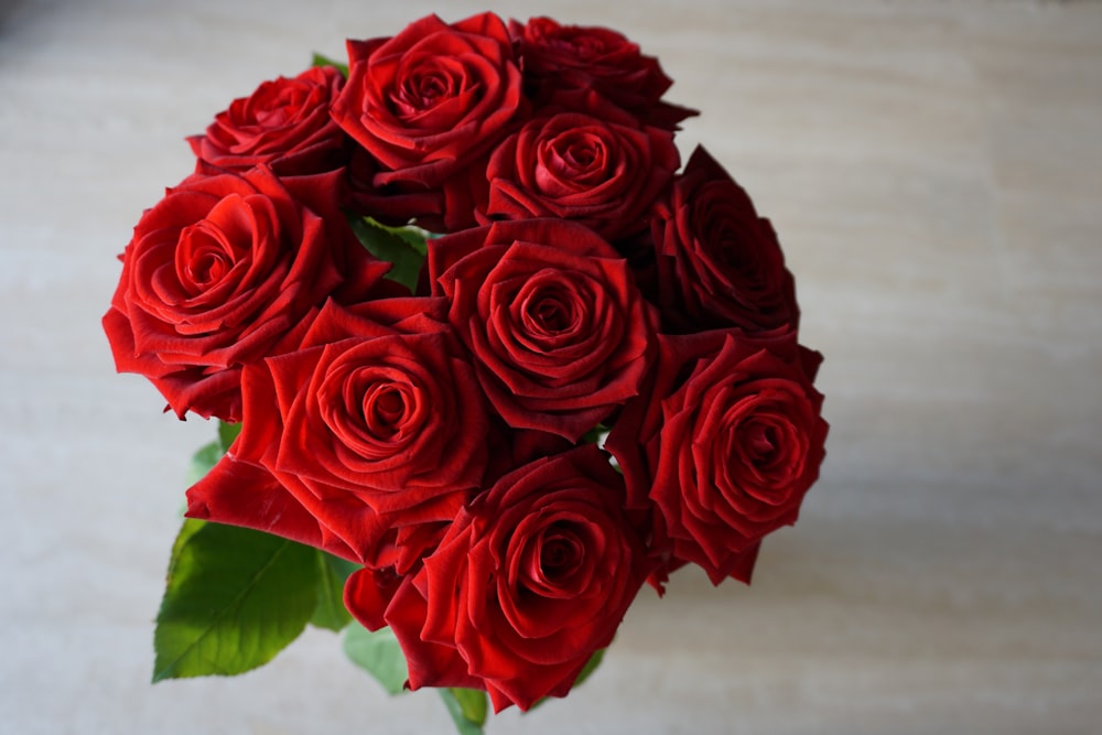 red rose on white surface