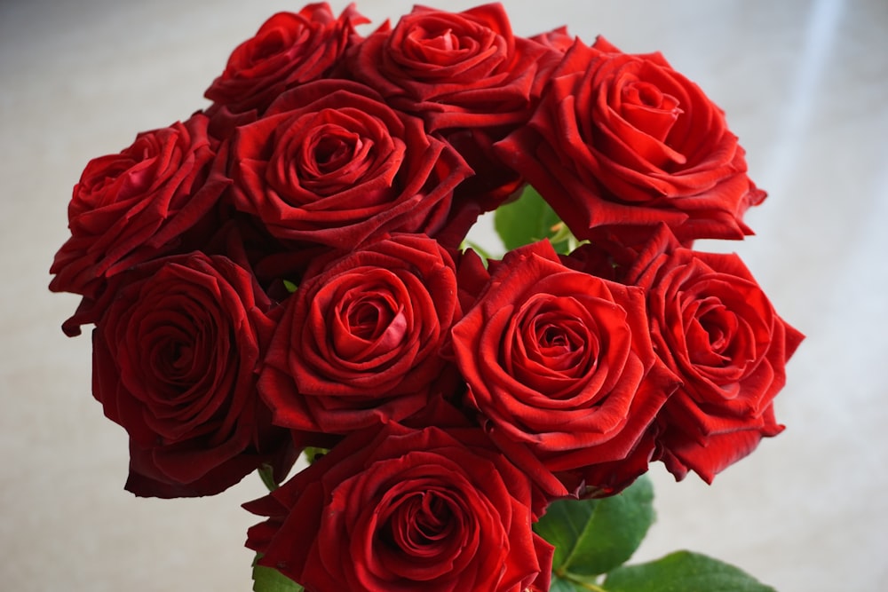 rose rosse su superficie bianca