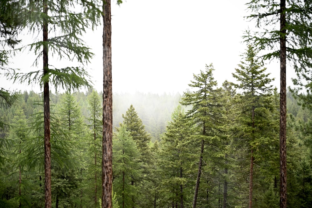 green trees under white sky during daytime