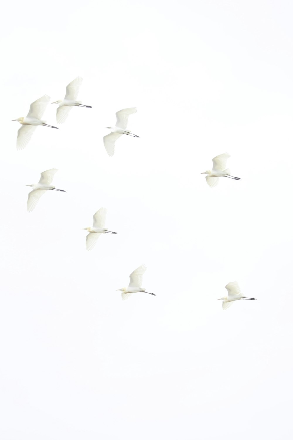 a flock of birds flying through a white sky