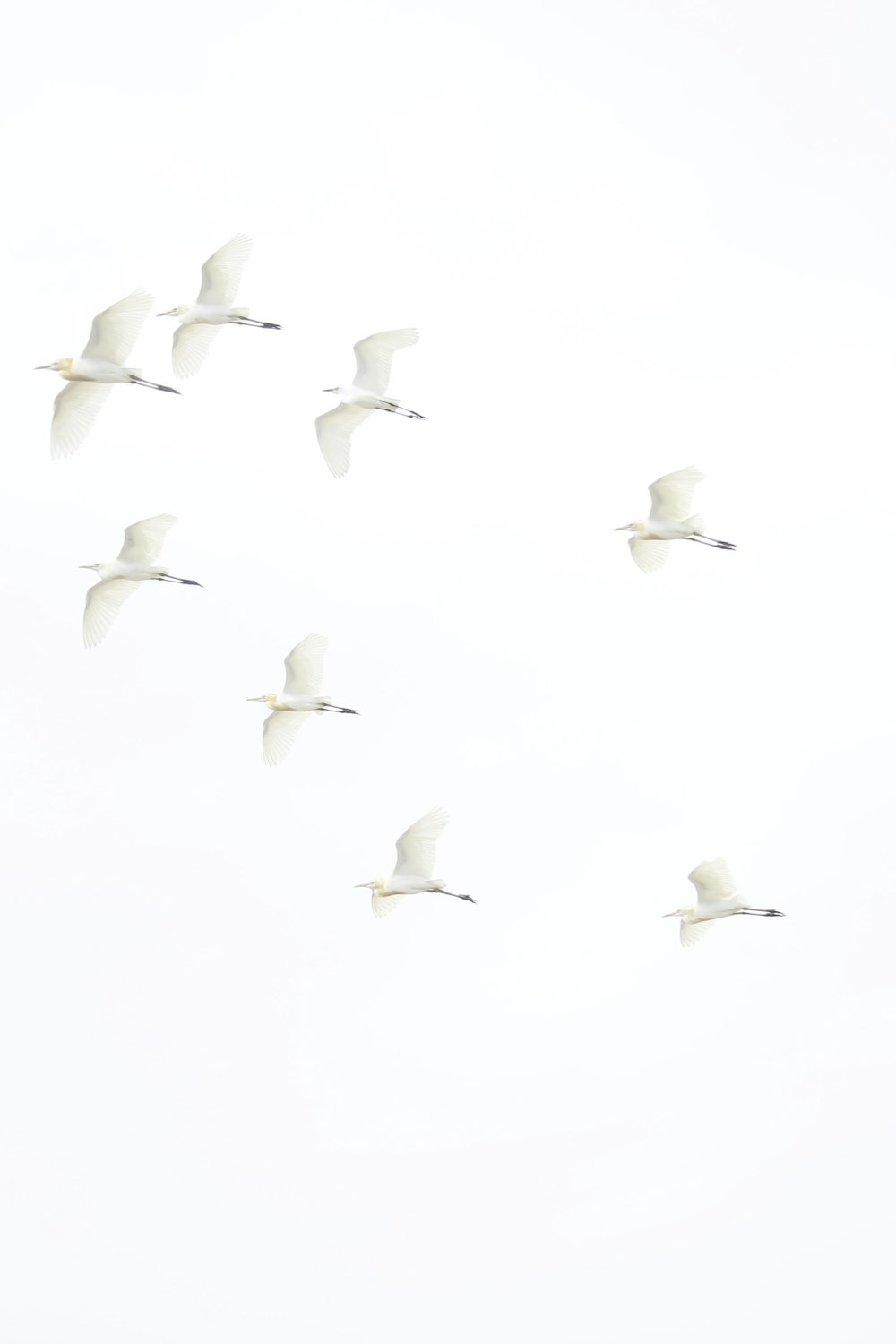 Una bandada de pájaros volando a través de un cielo blanco