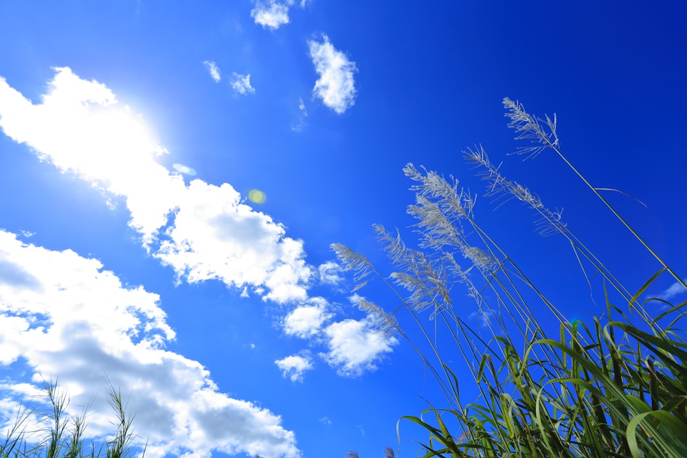 blue sky with white clouds during daytime