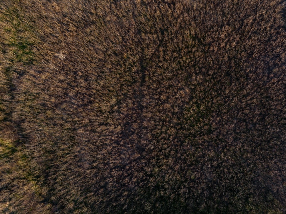 a bird's eye view of a field with trees