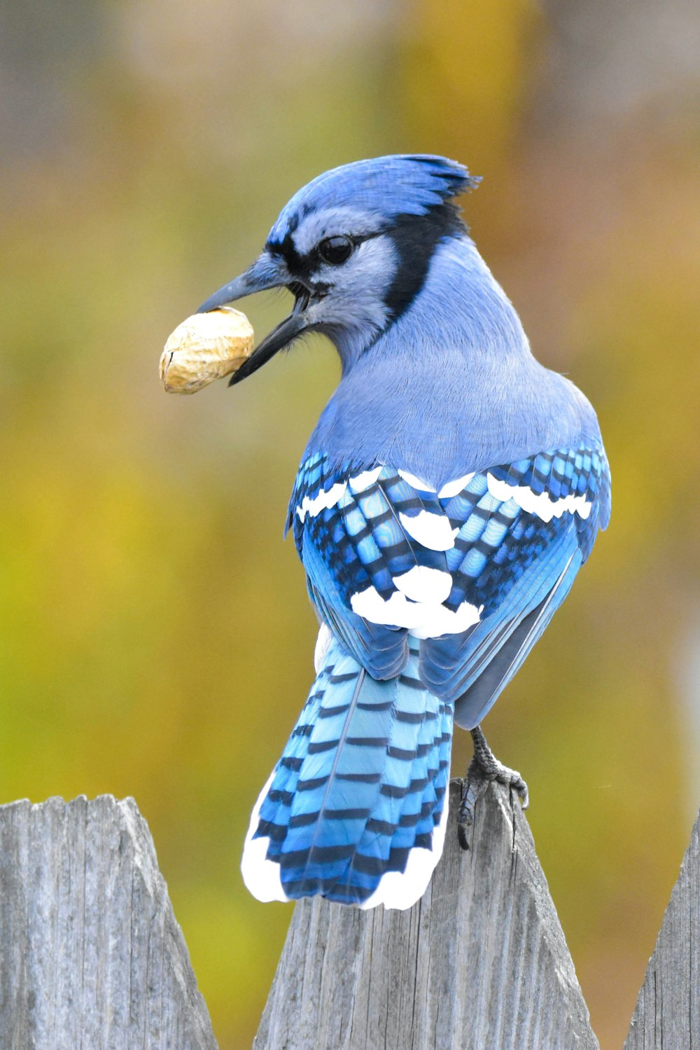 blau-weißer Vogel auf braunem Holzast