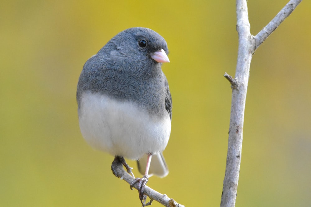 white and black bird on brown tree branch