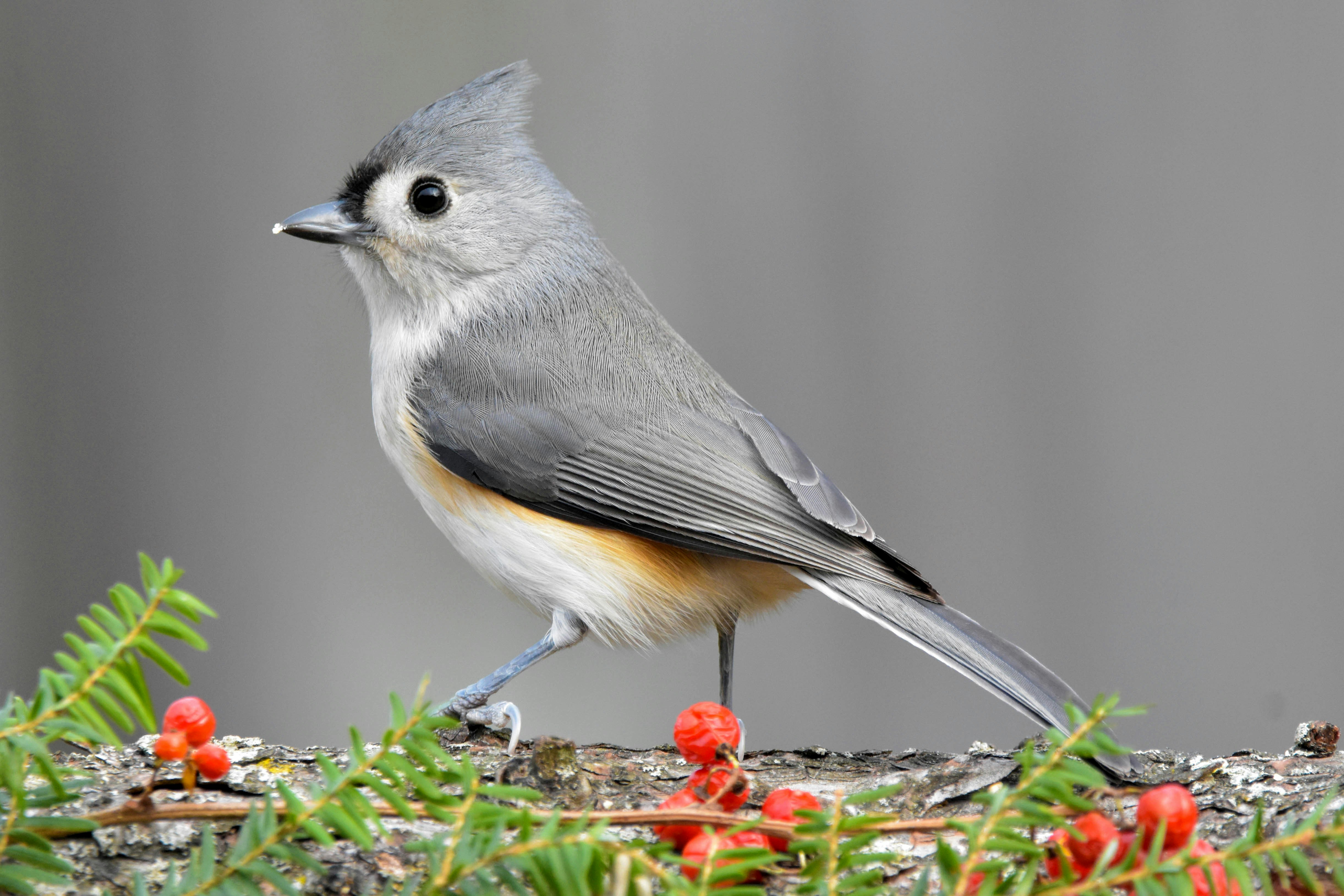 a small bird perched on top of a tree branch, Full profile image of a Tufted Titmouse perched on a log with red berries in the foreground.