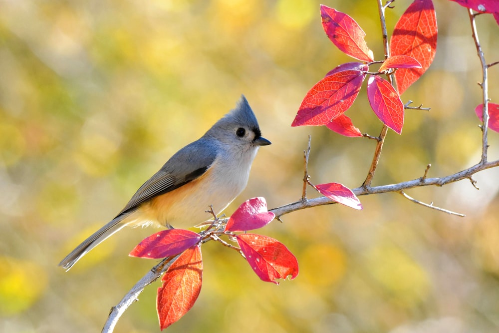 a bird perched on a branch with red leaves