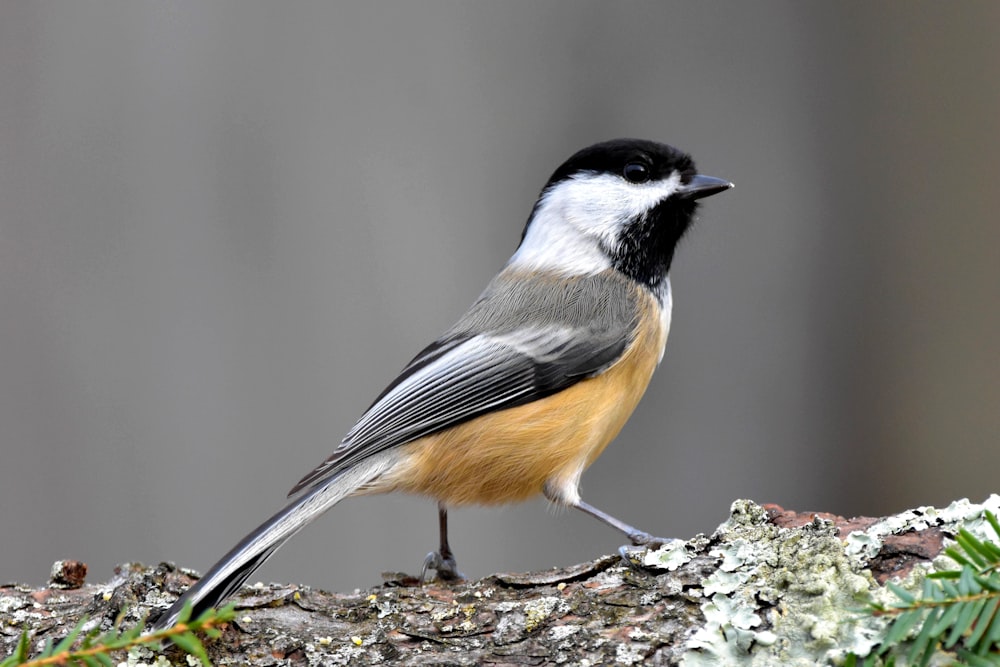 a bird sitting on top of a tree branch