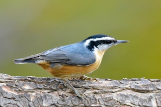 a small bird perched on a tree branch
