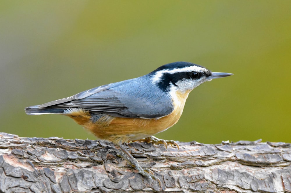 a small bird perched on a tree branch