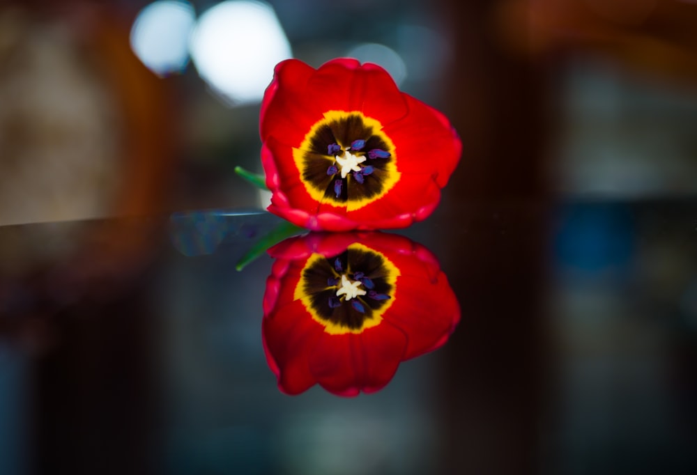 a close up of a flower with a reflection in the water
