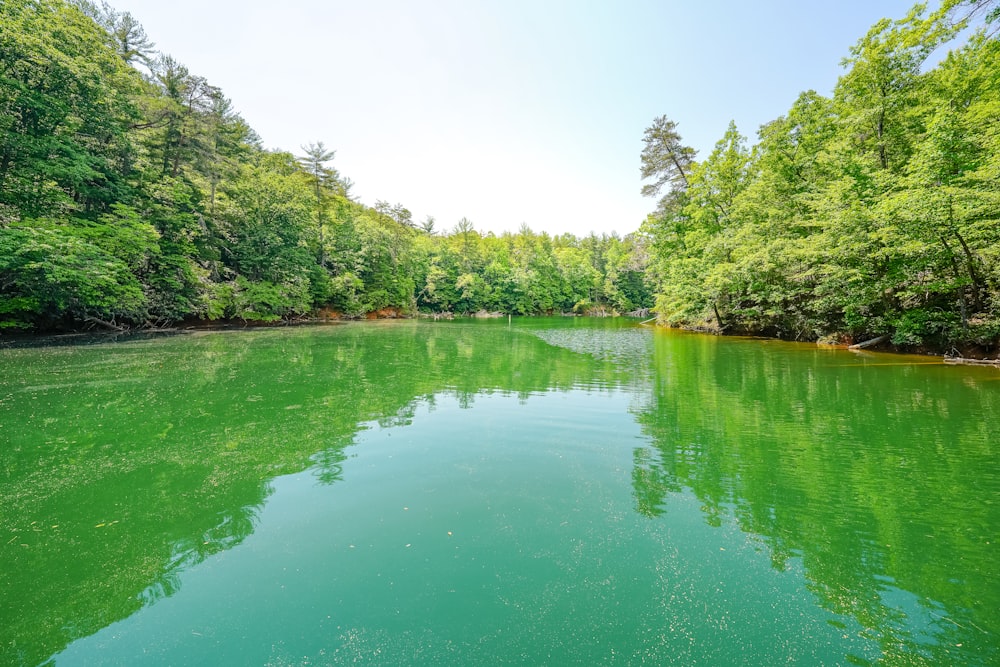 a body of green water surrounded by trees