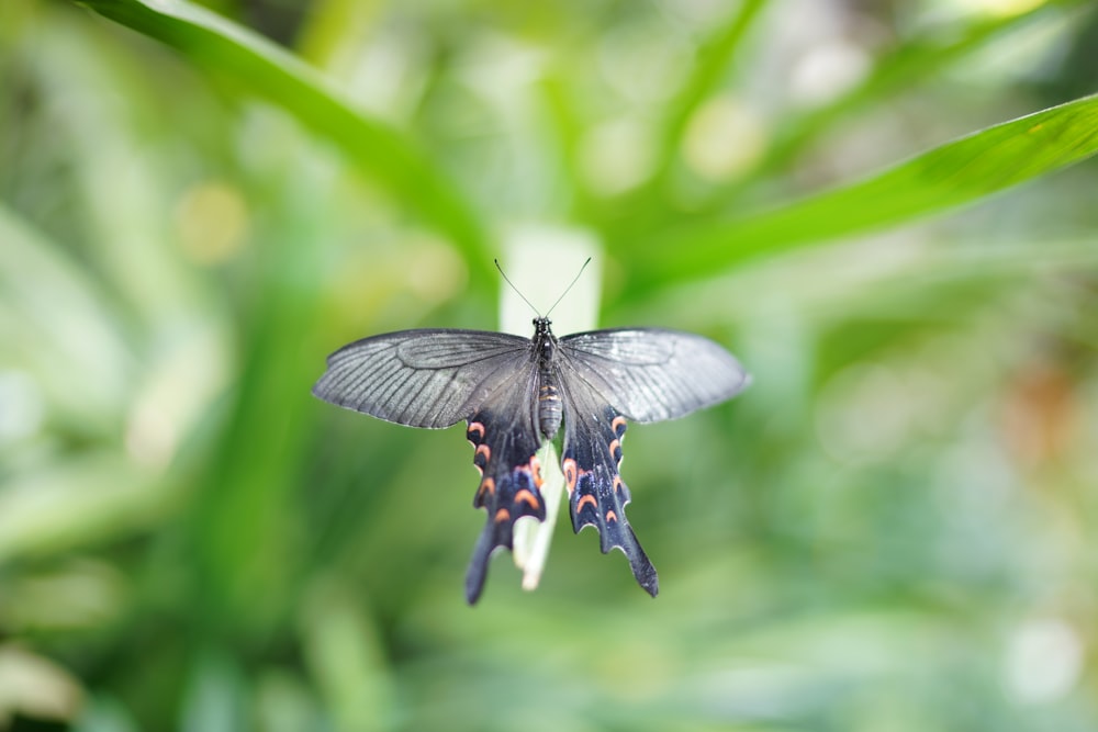 a butterfly that is sitting on a flower