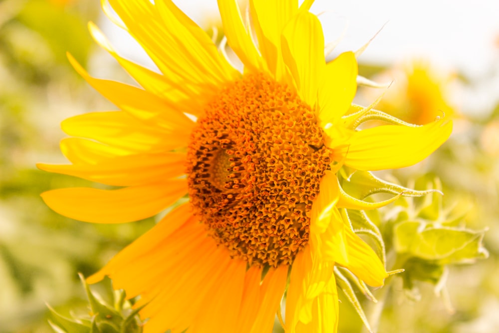 a sunflower with a bee on it in a field