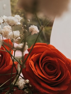 Close-up of elegant roses with delicate baby's breath, capturing romantic charm.