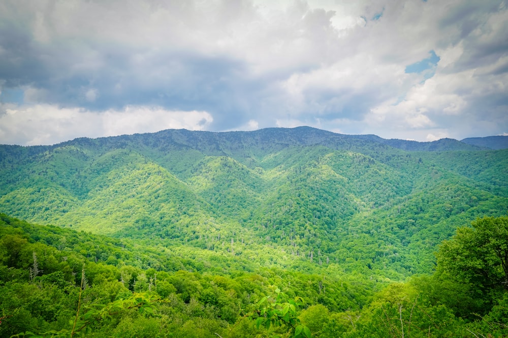 a lush green forest filled with lots of trees