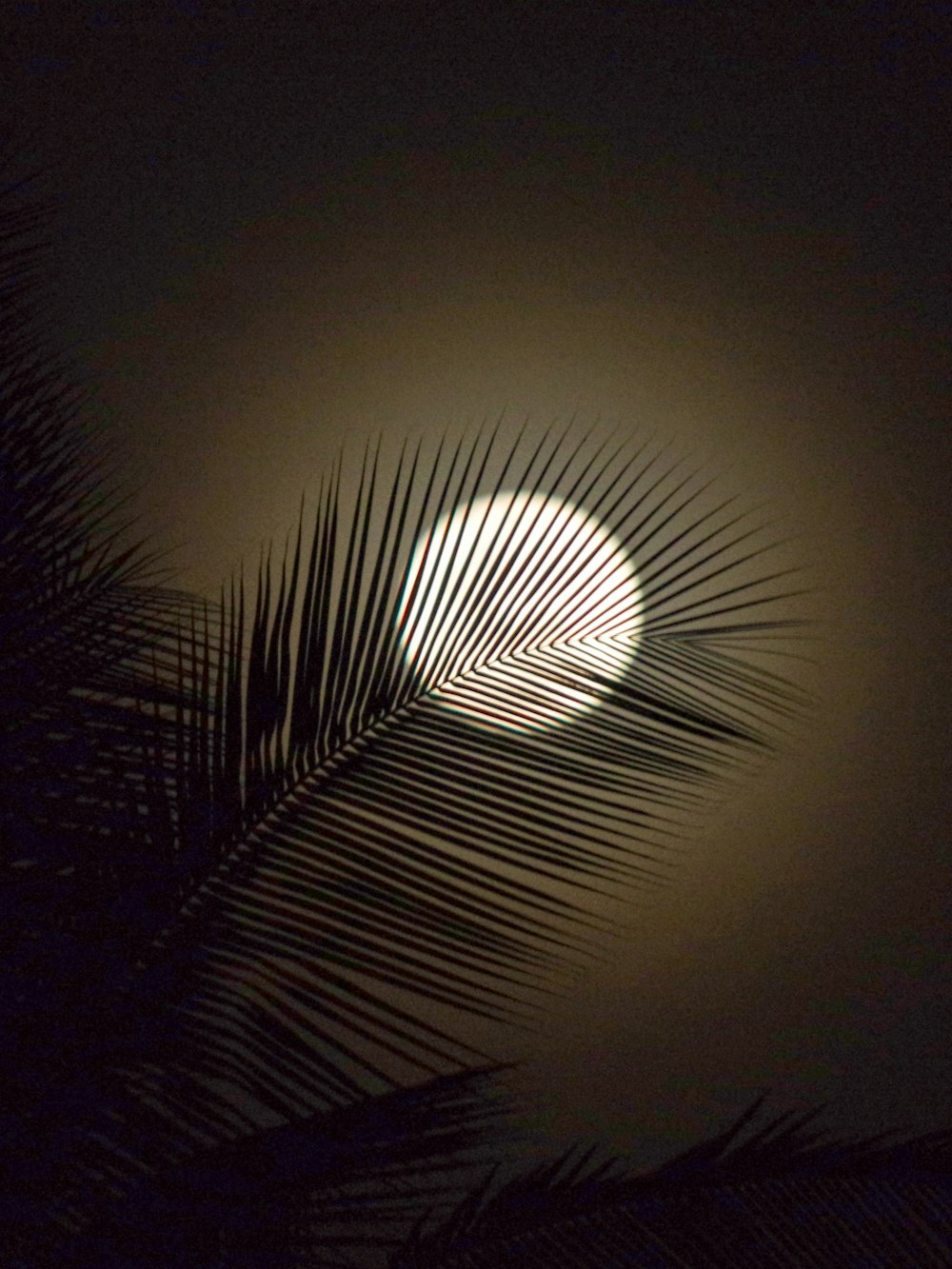 the sun is shining through a palm leaf